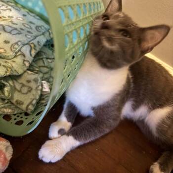 Lugnut -  Russian Blue and Domestic Short Hair Cat for Adoption in Carmel, Indiana - Lugnut | PetCurious