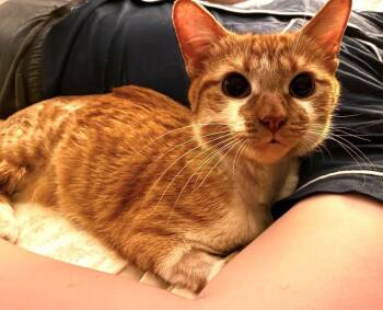 Emily -  Domestic Short Hair Cat for Adoption in Chicago, Illinois - Emily | PetCurious