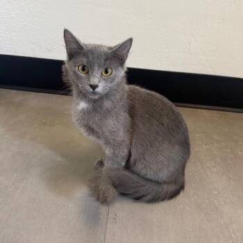 Star -  Domestic Medium Hair Cat for Adoption in Garfield, Arkansas - Star | PetCurious