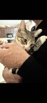 Blessing -  Tabby Cat for Adoption in Las Vegas, Nevada - Blessing | PetCurious