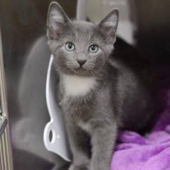Gatsby -  Domestic Short Hair Cat for Adoption in New Fairfield, Connecticut - Gatsby | PetCurious