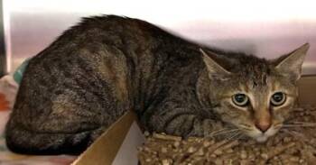 Zora -  Domestic Short Hair Cat for Adoption in New Albany, Indiana - Zora | PetCurious