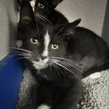 Chaplin -  Domestic Short Hair Cat for Adoption in Evansville, Indiana - Chaplin | PetCurious