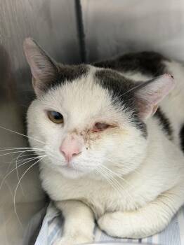 Domestic Short Hair Cats Available for Adoption in Pomona, New York - Casper (Division 13) | PetCurious
