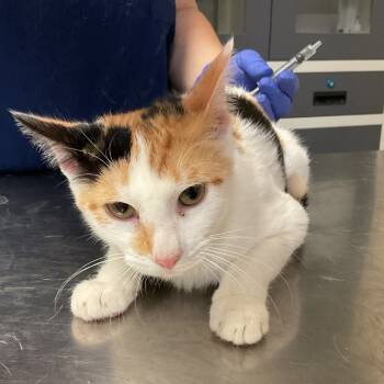 Rescue Domestic Medium Hair Cats for Adoption in Monroe, Louisiana - Wildflower | PetCurious