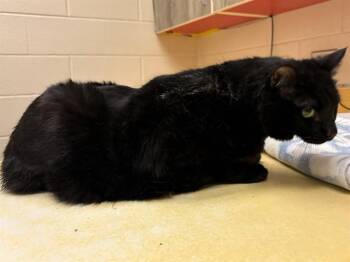Domestic Short Hair Cats Available for Adoption in Colorado Springs, Colorado - TILLEY | PetCurious