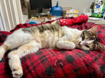 Trixie Meowtel -  Domestic Short Hair Cat for Adoption in Pawtucket, Rhode Island - Trixie Meowtel | PetCurious