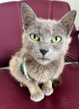 Lillianna -  Domestic Medium Hair Cat for Adoption in Sandusky, Michigan - Lillianna | PetCurious