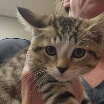 Nougat - 052919U -  Domestic Short Hair Cat for Adoption in Tupelo, Mississippi - Nougat - 052919U | PetCurious