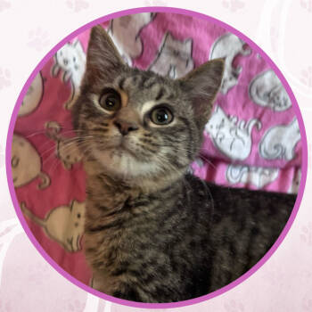 Rescue Domestic Short Hair Cats for Adoption in Toms River, New Jersey - Giblets | PetCurious