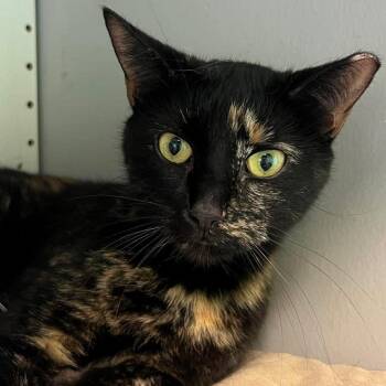 Sabrina -  Domestic Short Hair Cat for Adoption in Lenexa, Kansas - Sabrina | PetCurious