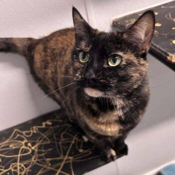 Domestic Short Hair Cats Available for Adoption in The Colony, Texas - Zoey | PetCurious