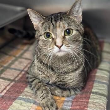 Turtle C11470 -  Domestic Short Hair Cat for Adoption - Turtle C11470 | PetCurious