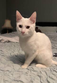 Cosmo -  Domestic Short Hair Cat for Adoption in Miami, Oklahoma - Cosmo | PetCurious