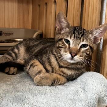 Gus -  Domestic Short Hair Cat for Adoption in Yucca Valley, California - Gus | PetCurious