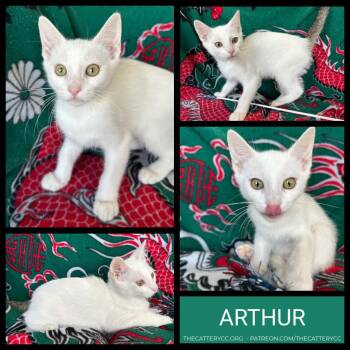 Arthur -  Domestic Short Hair Cat for Adoption in Corpus Christi, Texas - Arthur | PetCurious
