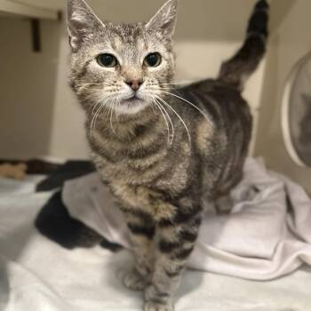 Domestic Short Hair and Extra Toes Cat Hemingway Polydactyl Cats Available for Adoption - Nola | PetCurious