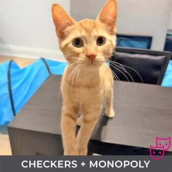 Checkers (bonded with Monopoly) -  Domestic Short Hair Cat for Adoption in Toronto, Ontario - Checkers (bonded With Monopoly) | PetCurious