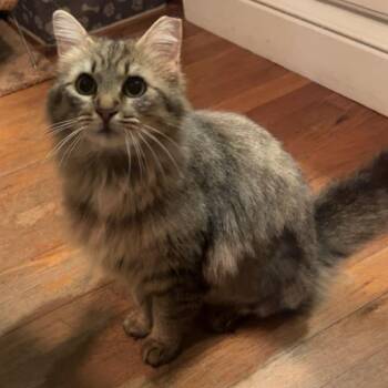 Ramona -  Domestic Long Hair Cat Available for Adoption in Rossville, Georgia - Ramona | PetCurious