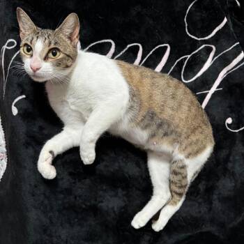 Charli XCX -  Tabby and Domestic Short Hair Cat for Adoption in Pearland, Texas - Charli XCX | PetCurious