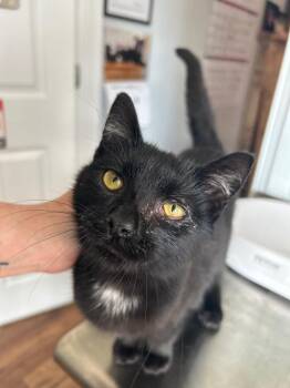 Dakotah -  Domestic Short Hair Cat Available for Adoption in Cumming, Georgia - Dakotah | PetCurious