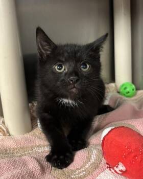 Bubbles (with Norm) -  Domestic Short Hair Cat for Adoption in Richmond, Virginia - Bubbles (with Norm) | PetCurious