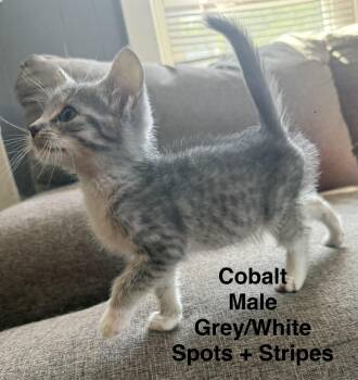Cobalt -  Domestic Short Hair Cat for Adoption in Springfield, Massachusetts - Cobalt | PetCurious
