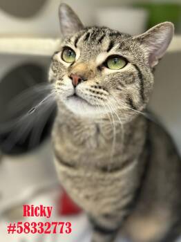 Rescue Tabby Cats for Adoption in Wilkes-barre, Pennsylvania - Ricky | PetCurious