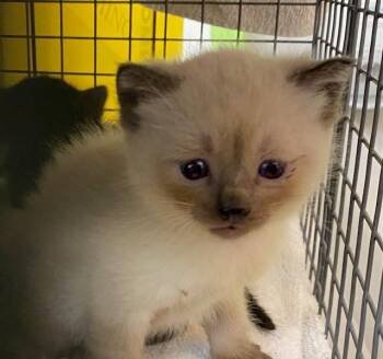 Siamese Cats Available for Adoption in Rancho Cucamonga, California - PAUL | PetCurious