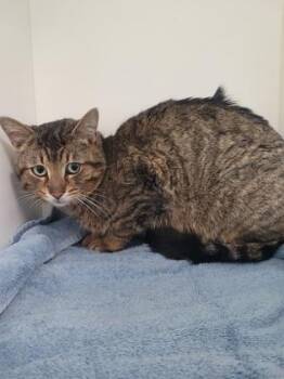 Domestic Short Hair Cats Available for Adoption in Erin, Ontario - Tiggz | PetCurious