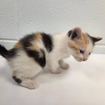 Crookshanks -  Domestic Short Hair Cat for Adoption in Chattanooga, Tennessee - Crookshanks | PetCurious