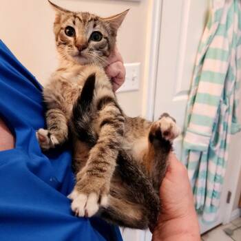 Rescue Domestic Short Hair Cats for Adoption in Grantsville, Utah - Bumi | PetCurious