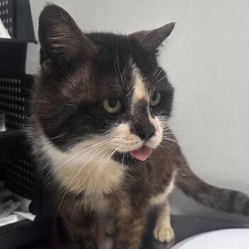 Domestic Short Hair Cats Available for Adoption - Fry | PetCurious