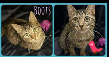 Domestic Short Hair Cats Available for Adoption - Boots | PetCurious