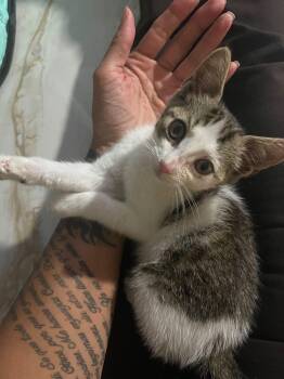 Lila -  Domestic Short Hair Cat for Adoption in Sunrise, Florida - Lila | PetCurious