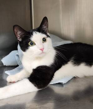 Rescue Domestic Short Hair Cats for Adoption in Meriden, Connecticut - Noa | PetCurious