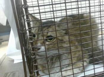 PUFFY -  Domestic Long Hair Cat for Adoption in Doral, Florida - PUFFY | PetCurious