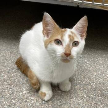Aegon -  Domestic Short Hair Cat for Adoption in Wheaton, Illinois - Aegon | PetCurious