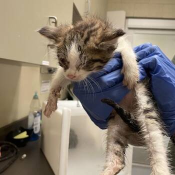 Canyon -  Domestic Short Hair Cat for Adoption in Columbus, Georgia - Canyon | PetCurious