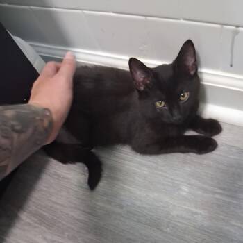 Pacific -  Domestic Short Hair Cat for Adoption in Richmond, Virginia - Pacific | PetCurious