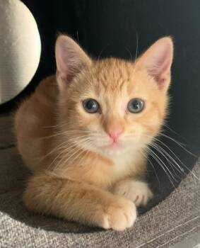 Tabby Cats Available for Adoption - Shaun | PetCurious