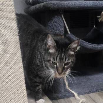 Jasper -  Domestic Short Hair Cat for Adoption in San Jacinto, California - Jasper | PetCurious