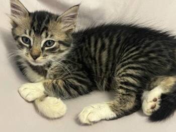 Plato -  Domestic Short Hair Cat for Adoption in Chamblee, Georgia - Plato | PetCurious