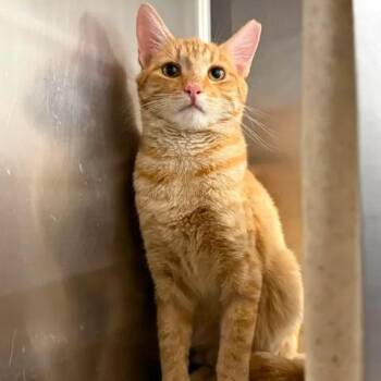 Chesterfield -  Domestic Short Hair Cat for Adoption in Spokane, Washington - Chesterfield | PetCurious
