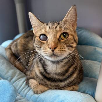 Cheerio -  Domestic Short Hair Cat for Adoption in Cooperstown, New York - Cheerio | PetCurious