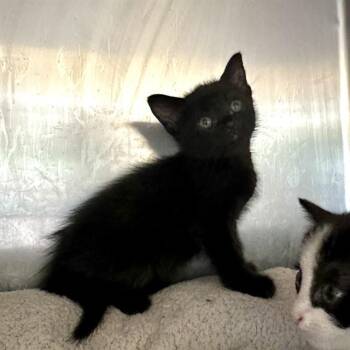BIMO -  Domestic Short Hair Cat for Adoption in Riverside, California - BIMO | PetCurious