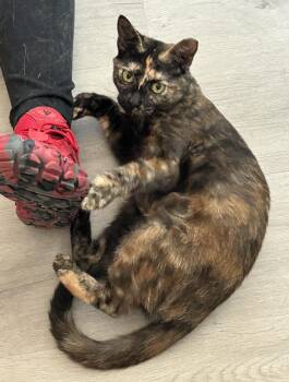 Starr -  Tortoiseshell Cat for Adoption in Lampasas, Texas - Starr | PetCurious
