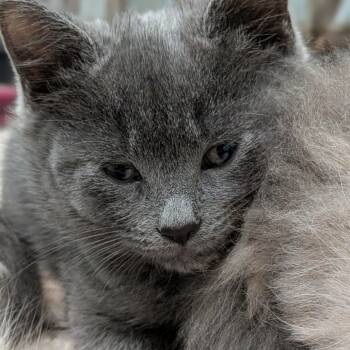 Rescue Domestic Short Hair Cats for Adoption in North Branford, Connecticut - 25-249 Thyme | PetCurious