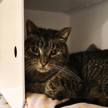Domestic Short Hair Cats Available for Adoption in Briarcliff Manor, New York - Tootsie | PetCurious