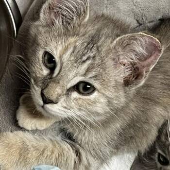 Sapphire  in Baltimore, MD -  Domestic Short Hair Cat Available for Adoption - Sapphire  In Baltimore, MD | PetCurious